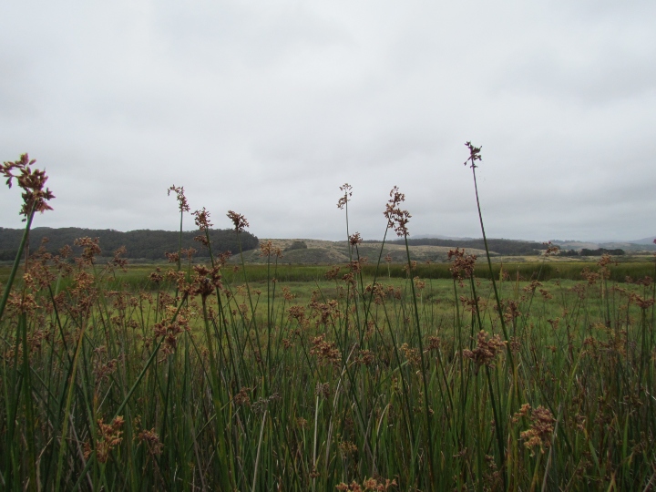 Marsh